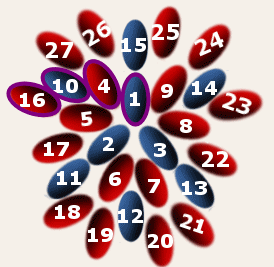 12 upptrdda prlor som bildar starten fr tubformad peyote.