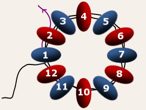 12 upptrdda prlor som bildar starten fr tubformad peyote.